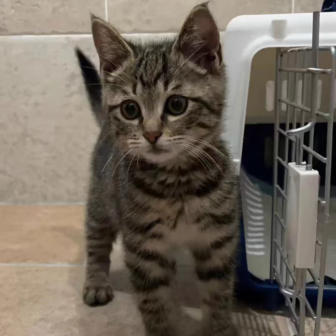 活物中华田园猫猫咪幼崽小奶猫橘猫橘白狸猫黑猫猫咪真猫宠物猫咪